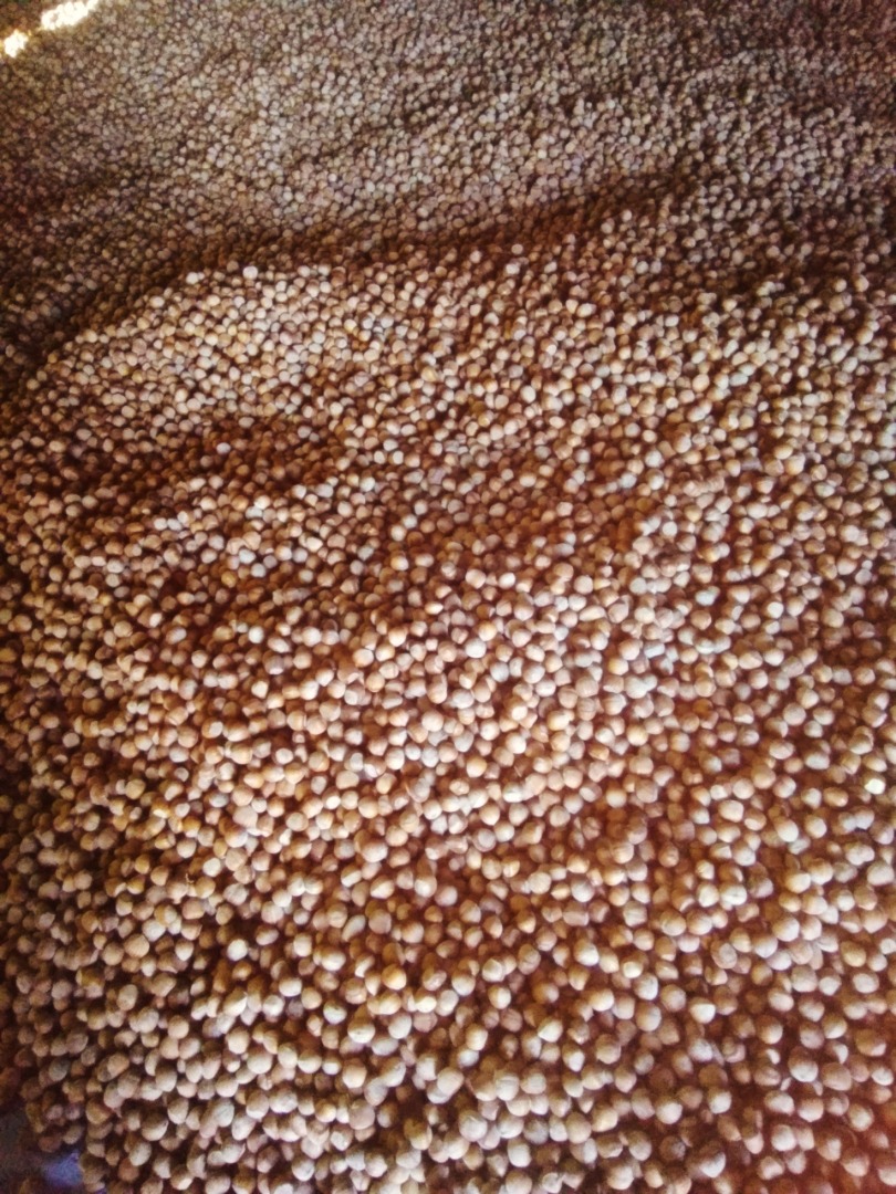 Venderé avellanas de mi propio huerto, unas 6 toneladas disfrazadas