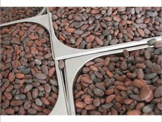 Granos de cacao natural Estamos bien posicionados en el