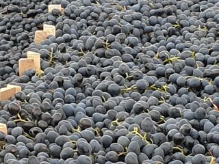 Uvas negras de Moldavia
