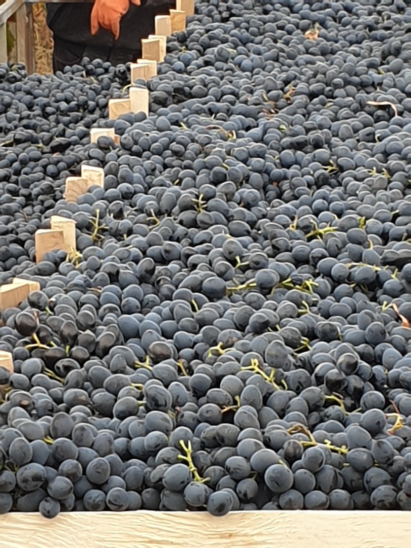 Uvas negras de Moldavia