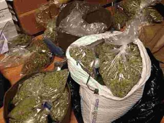 Hola, Variedades de marihuana de calidad de muchos tipos
