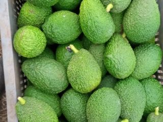 Aguacate marroquí