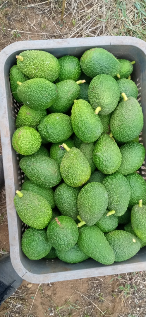 Aguacate marroquí