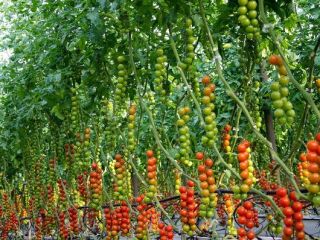estamos cultivando y vendiendo tomates frescos de diferentes variedades