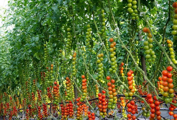 estamos cultivando y vendiendo tomates frescos de diferentes variedades