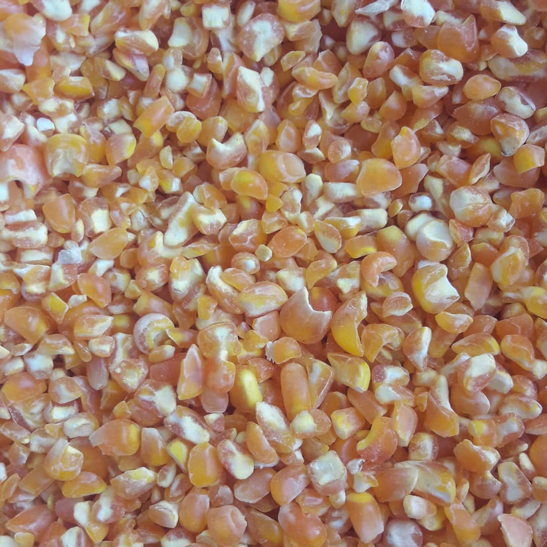 Rico en vitaminas de alta calidad Bolsas naturales puras Maíz bebé orgánico seco dulce Maíz amarillo Grano de maíz