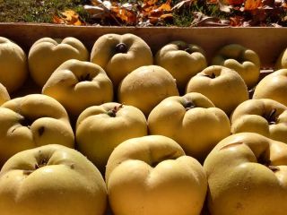 Siéntete libre de comprar. La fruta es perfecta como