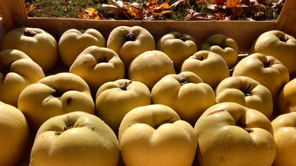Siéntete libre de comprar