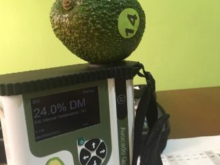 Buenos días, le ofrecemos aguacates Fuerte de Tanzania o