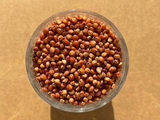 Sorgo rojo Humedad: 14% máx. Materias extrañas: 2% máx.