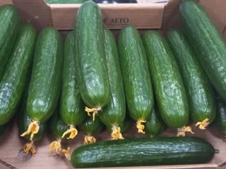 Un productor líder de pepinos en los mercados del
