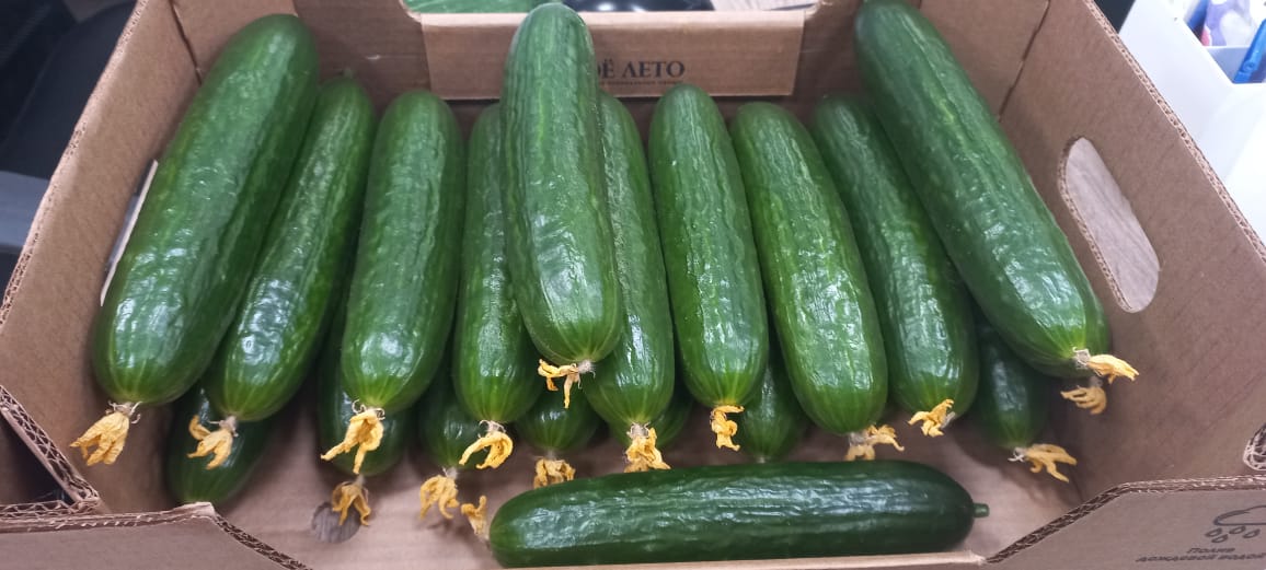Un productor líder de pepinos en los mercados del este y más