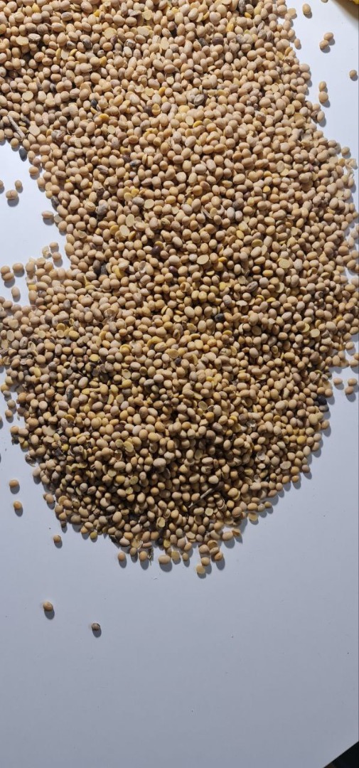 Soya OGM de Ucrania Humedad hasta 12% Proteína 36-38% Impurezas 2% Envasado en BigBags Entrega DAP