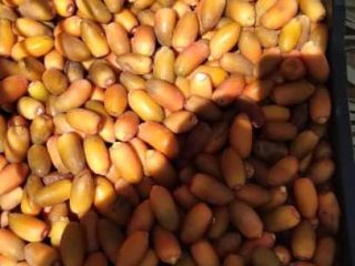 Hola, vendo dátiles directamente de Libia. Varios tamaños de