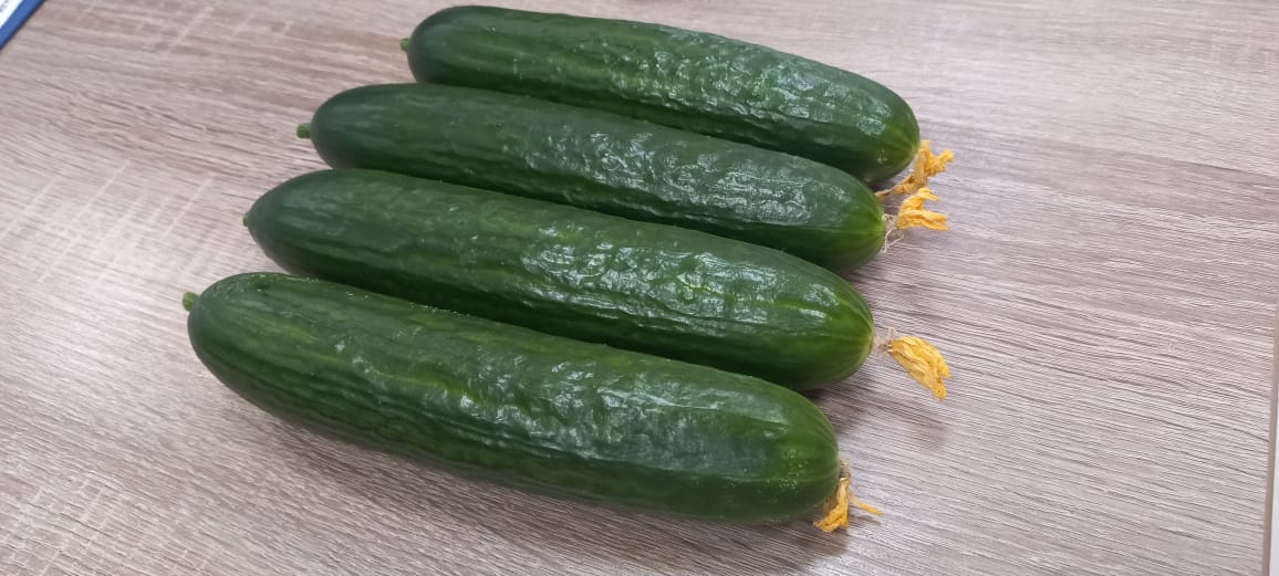Masa lisa de pepino mediano, estándar con una flor