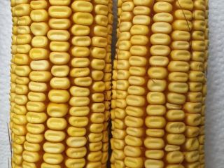 Venderé 10 toneladas de maíz amarillo forrajero de la