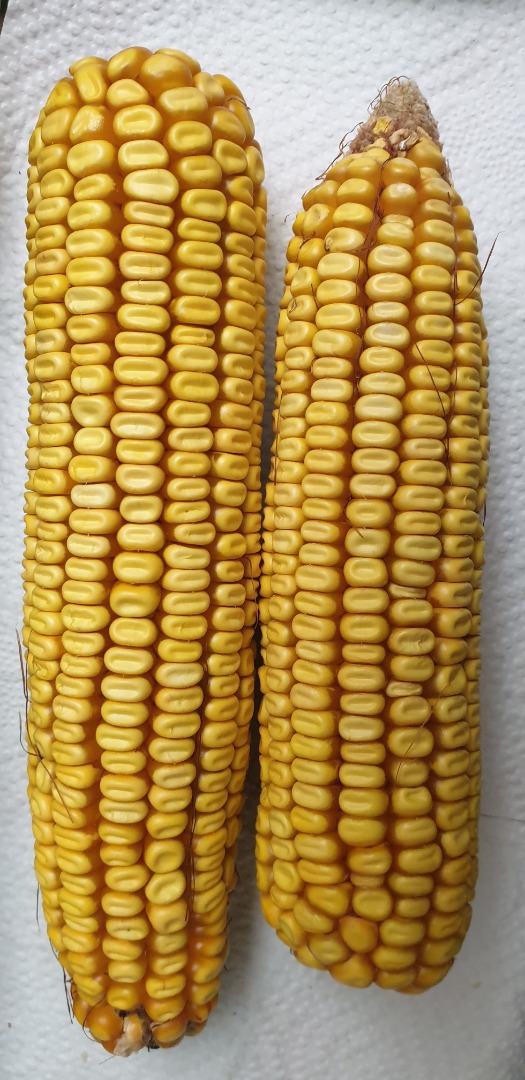 Venderé 10 toneladas de maíz amarillo forrajero de la finca de Nagyszénás (Békés, Hungría)