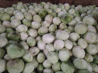 Venderé repollo, variedad industrial Ambrosia 3-6 kg