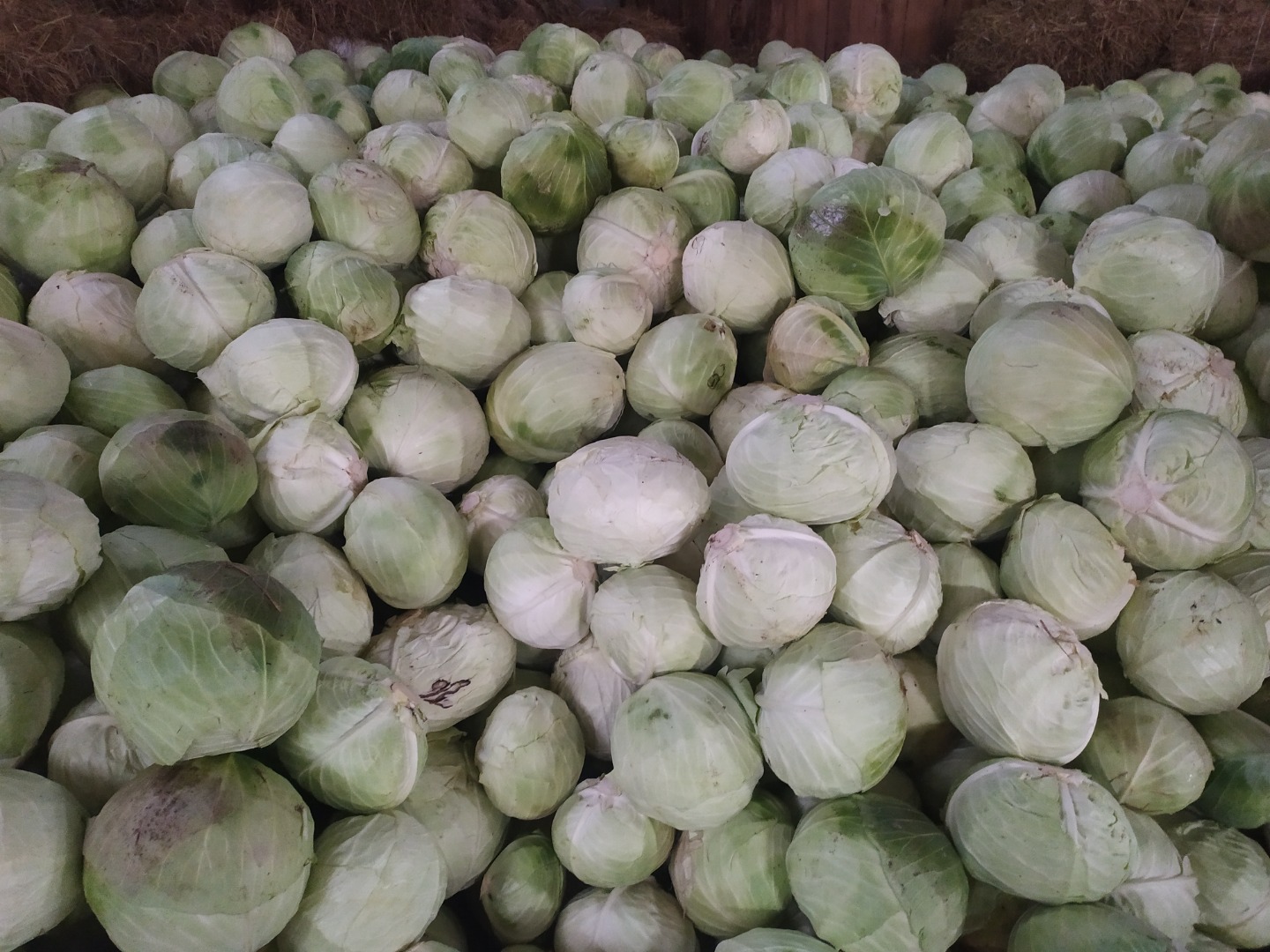Venderé repollo, variedad industrial Ambrosia 3-6 kg