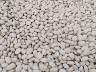 Venderé a mayoristas de frijoles enanos 100/120 uds /