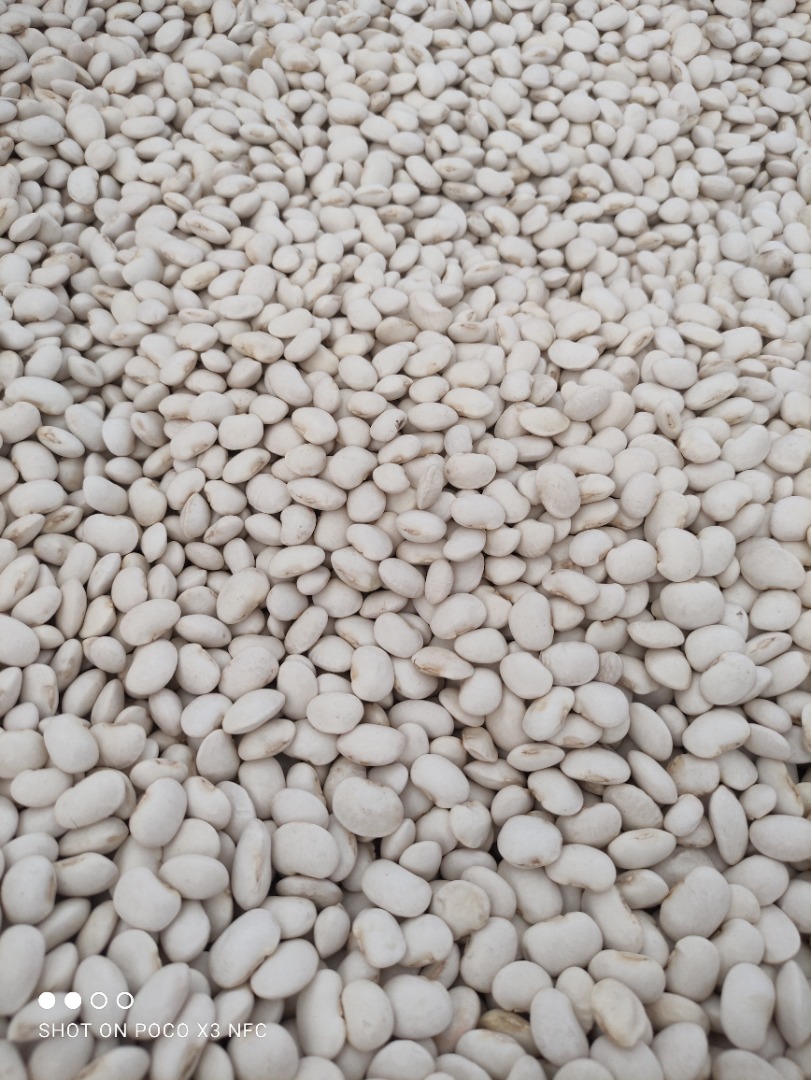 Venderé a mayoristas de frijoles enanos 100/120 uds / 100gr, frijoles 70-80 / 100g