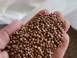 Venta de cilantro 99% de pureza, 84 toneladas