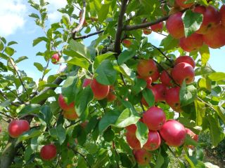 Tenemos a la venta 20 toneladas de manzanas Rubinstar,