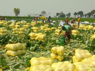 Somos productores, procesadores y exportadores de todo tipo de