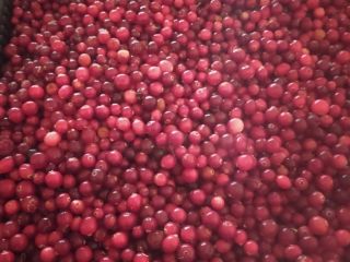Venderé arándanos frescos de Bielorrusia. Caja 10 kg. Entregas