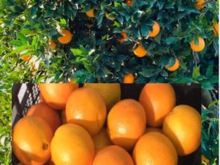 Como productor, ofreceré naranjas Navelina en unos días, calibre