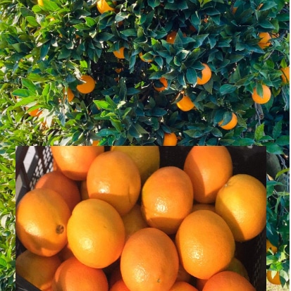 Como productor, ofreceré naranjas Navelina en unos días, calibre 3-4 en cajas de 15 kilos y calibre 5-6 en mallas de dos kilos