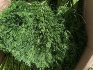¡Hola, nuestra empresa está exportando verduras frescas! Eneldo fresco