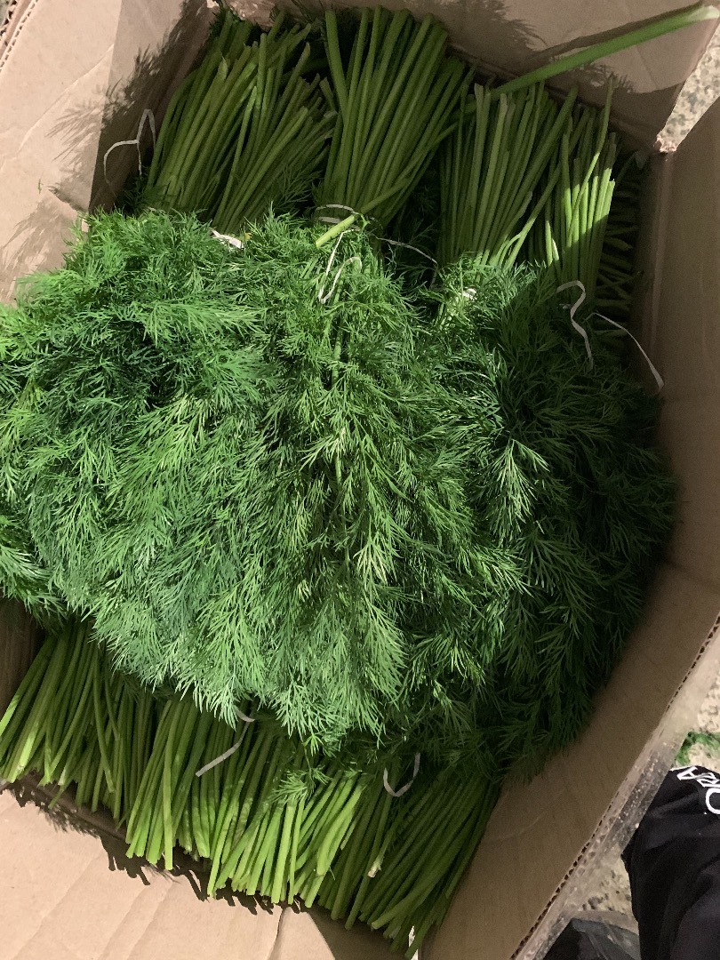 ¡Hola, nuestra empresa está exportando verduras frescas! Eneldo fresco (Koper) Perejil fresco ¡Alta calidad!