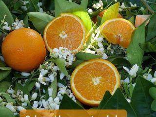 Venderé naranjas españolas de la comunidad valenciana, variedad Navelina