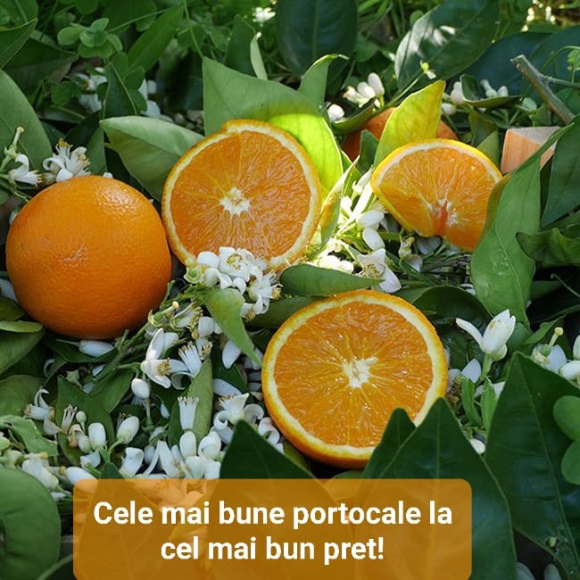 Venderé naranjas españolas de la comunidad valenciana, variedad Navelina Fuji moto, las más dulces y sabrosas, directamente del campo