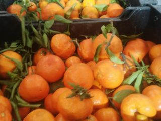 Vendo mandarinas clementinas, variedad Clemenules Spaniole, primera calidad de