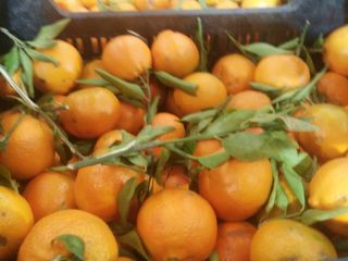 Vendo mandarinas clementinas españolas, variedad Clemenules de primera calidad,