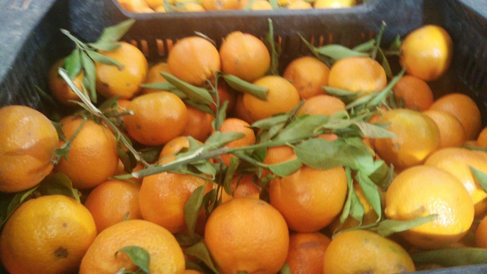 Vendo mandarinas clementinas españolas, variedad Clemenules de primera calidad, calibres 3 y 4 con hojas, caja de 10kg, directamente del campo, precio 0,76 € /