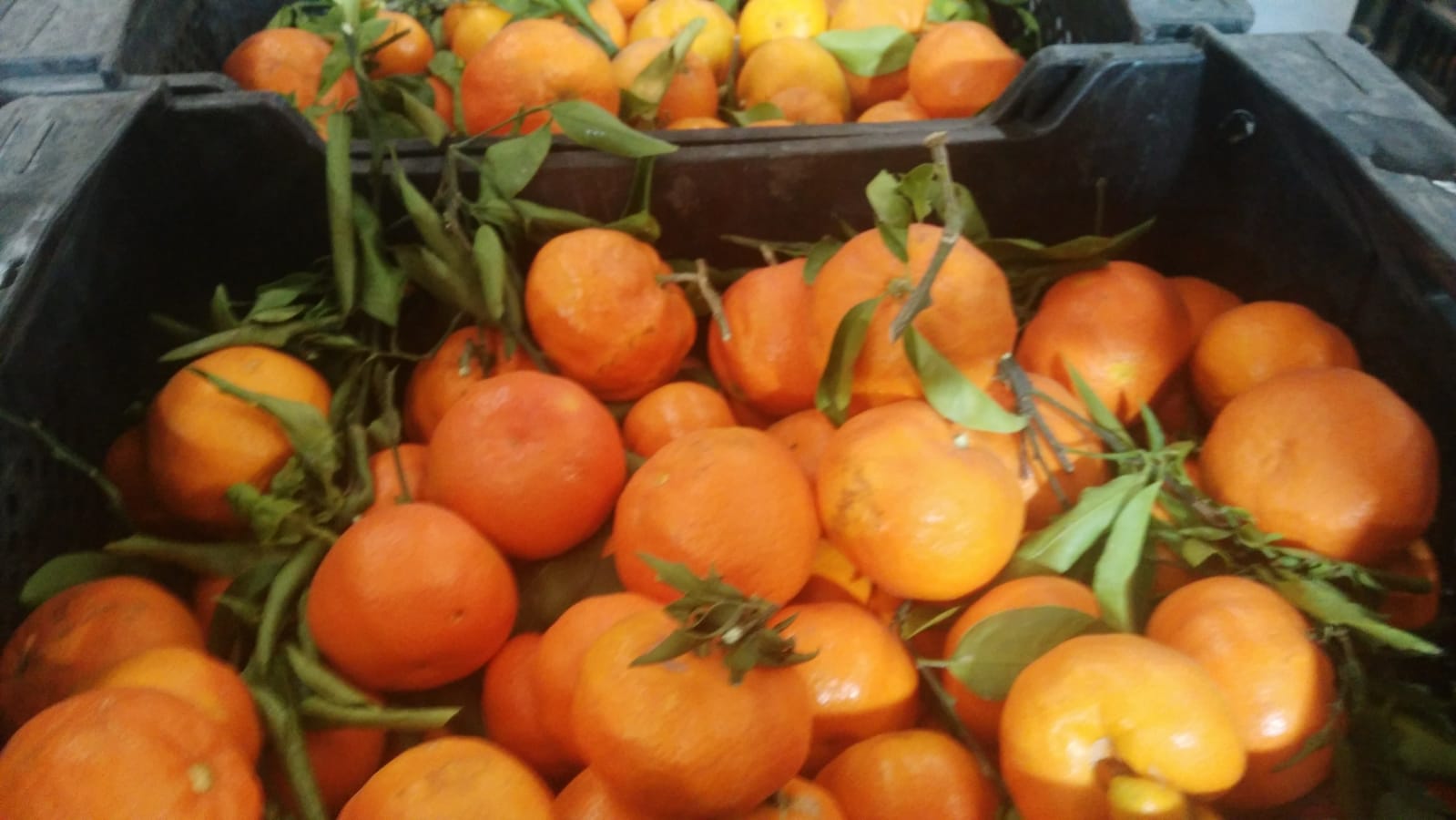 Vendo mandarinas clementinas españolas, la variedad Clemenules de primera calidad, directamente del campo