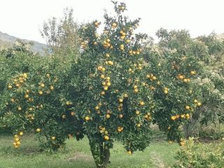Somos una empresa familiar que lleva cultivando nuestras propias