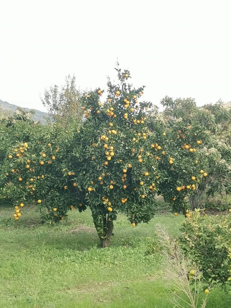 Somos una empresa familiar que lleva cultivando nuestras propias plantaciones de naranjos en Artá desde 1992, y disponemos de certificado UE