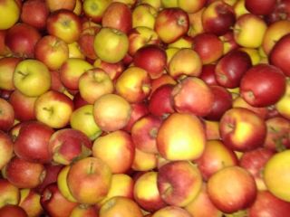 Mosto Gala de buena calidad, Golden Delicious e Idared