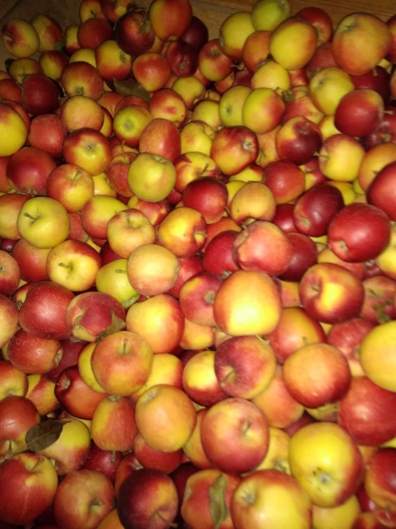 Mosto Gala de buena calidad, Golden Delicious e Idared (eco conversión)