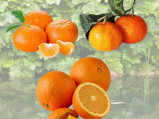 ¡Solo busco compradores serios! le proporcionaremos naranjas. Las variedades