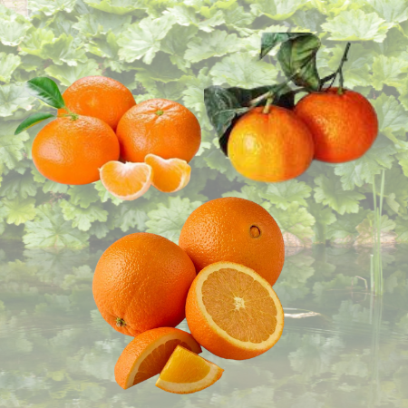 ¡Solo busco compradores serios! le proporcionaremos naranjas