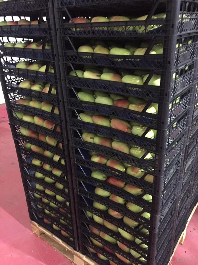 Peras Santa María 1a clase Premium 18-20 piezas en una caja de plástico y en un palet de madera