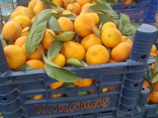 Avem en vanzare portocale, mandarine, lamai, pomelo! Tara de