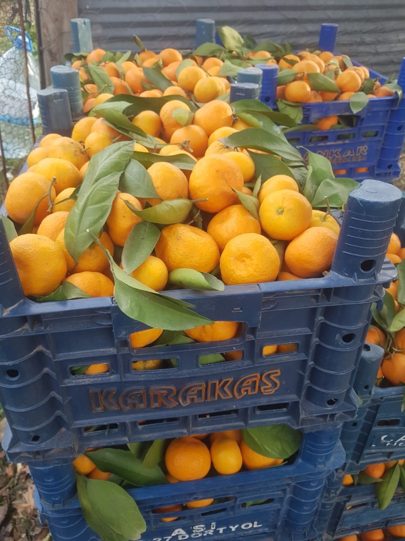 Avem en vanzare portocale, mandarine, lamai, pomelo! Tara de origine: ¡Turcia! ¡Tenemos a la venta naranjas, mandarinas, limones, pomelos! País de origen: