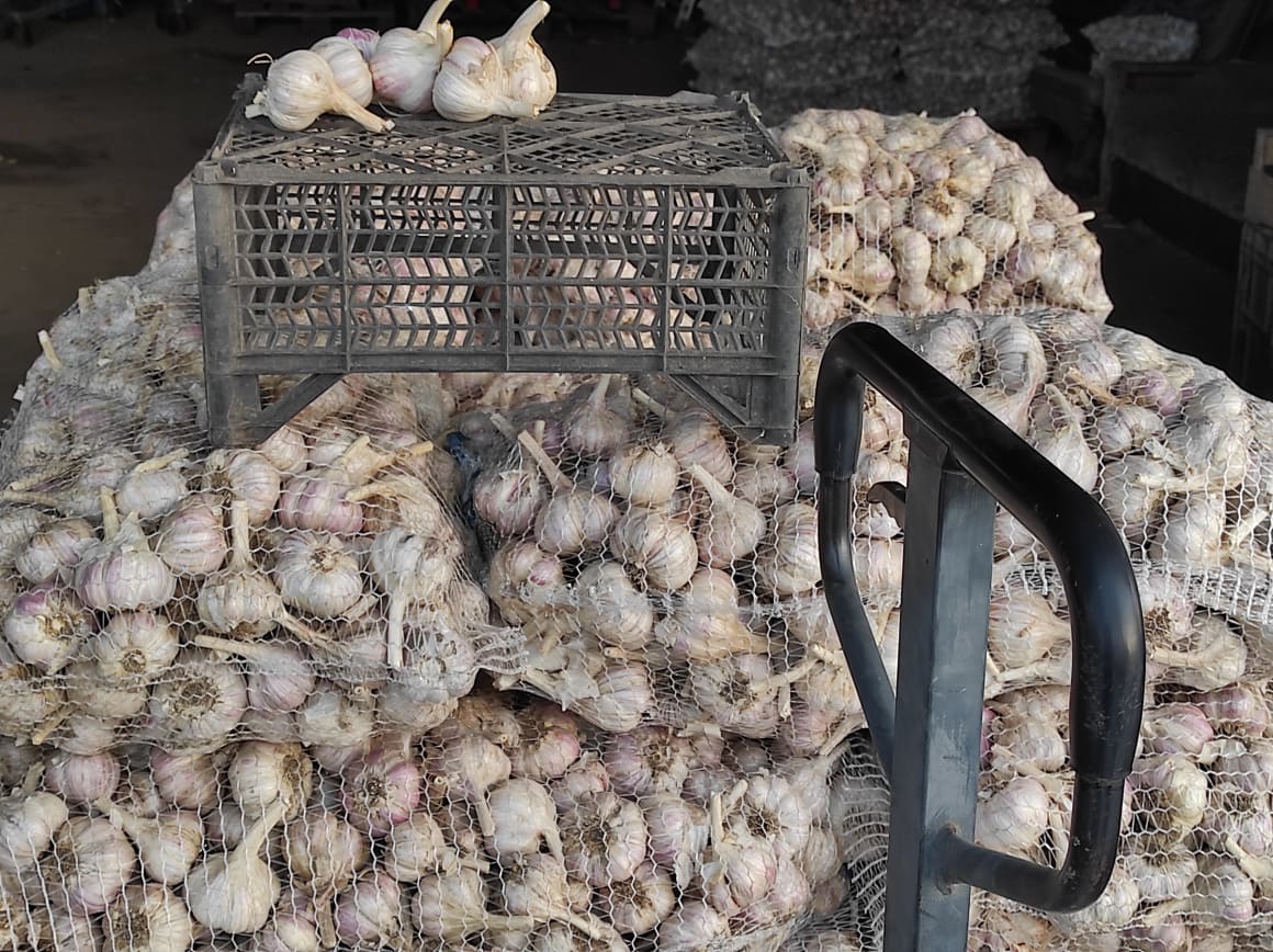 Venderé 500 kg de ajo Harnas, cortado con tallo, 3 cm calibre 5-6.5, la mayoría de los ajos 6+ SALUDABLES