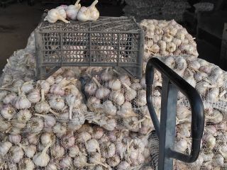Venderé 500 kg de ajo Harnas, cortado con tallo,